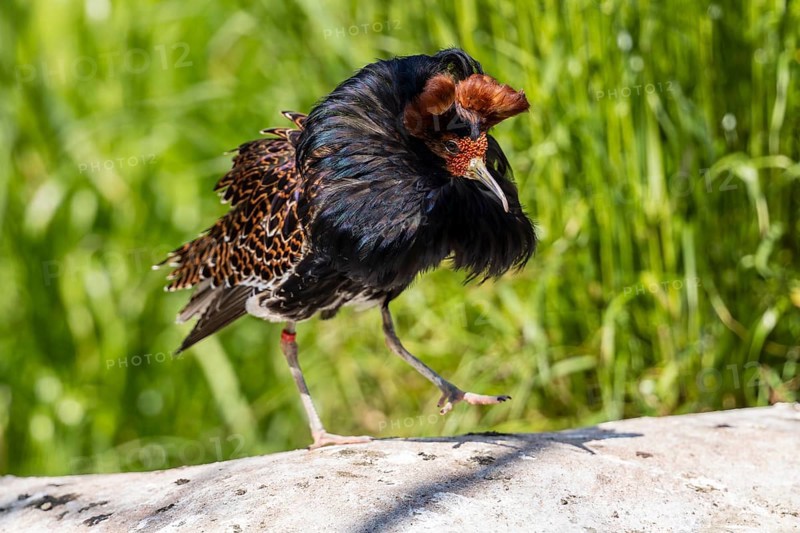 A bird with brown and black feathers balances on a stone in the meadow, ruff (Calidris pugnax, Syn.: Philomachus pugnax) courtship displays