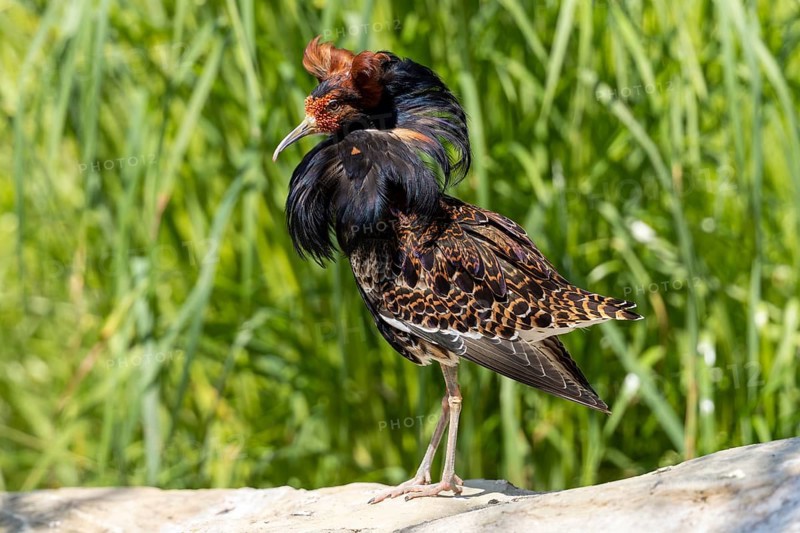 A bird with brown and black feathers stands on a stone in the meadow, ruff (Calidris pugnax, syn.: Philomachus pugnax) courtship displays