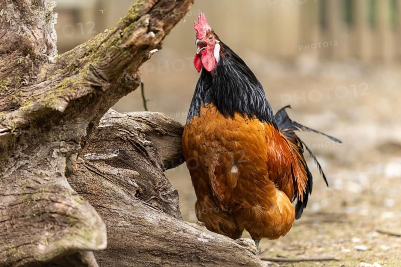 A proud rooster with brown feathers and a black neck stands on a farm and crows, Vorwerkuhn, rooster