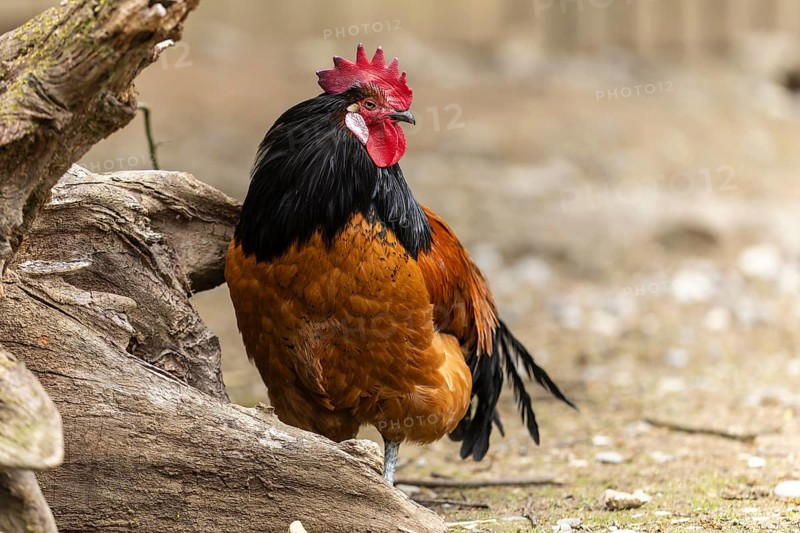 A stately rooster with brown feathers and a black neck stands next to a tree trunk, Vorwerkuhn, cock
