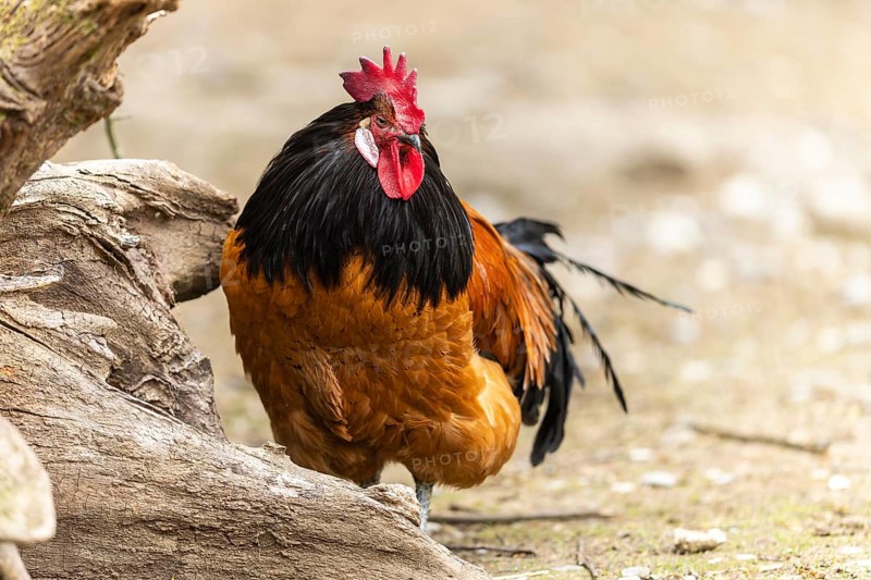 A rooster with brown feathers and a black neck stands next to a tree trunk on a farm, Vorwerkuhn, rooster