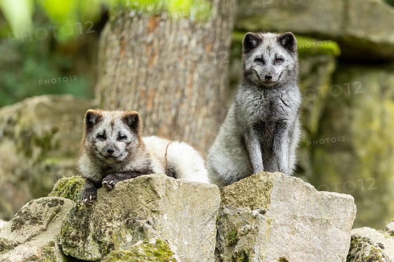 Two arctic foxes (Alopex lagopus)