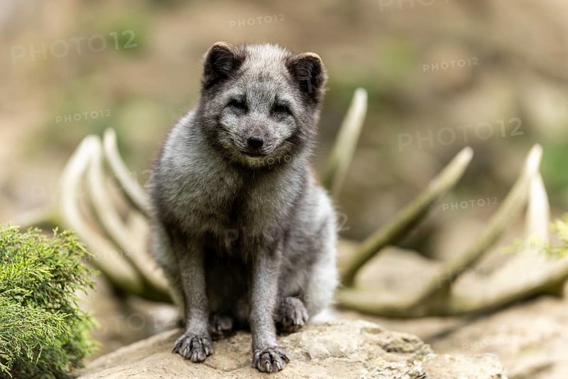 A sitting arctic fox (Alopex lagopus)
