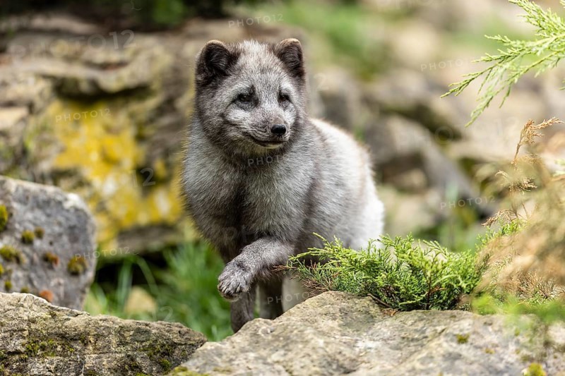 A fox walks vigilantly over moss-covered stones in a green environment, arctic fox (Alopex lagopus)