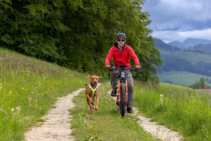 Mountain biker and traildog, Vizslar dog running next to bicycle in early summer on the Jura heights, Birmatt, Solothurn, Switzerland, Europe