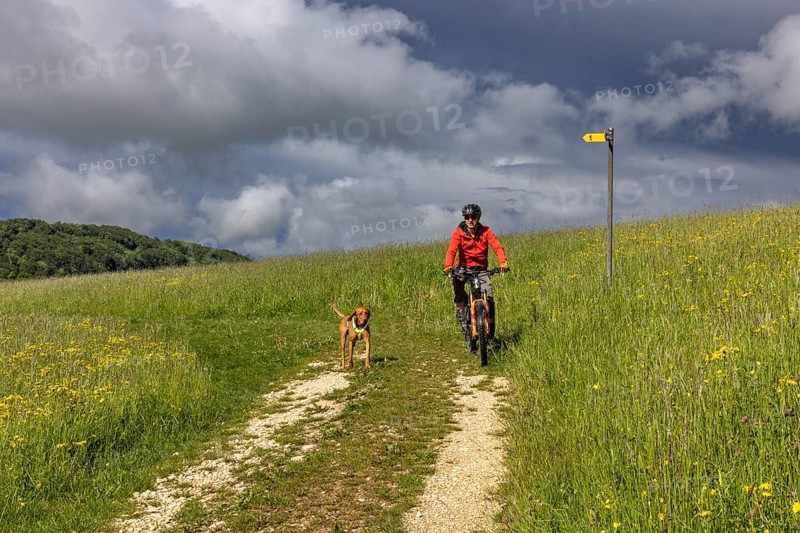 Mountain biker and traildog, Vizslar dog running next to bicycle in early summer on the Jura heights, Birmatt, Solothurn, Switzerland, Europe