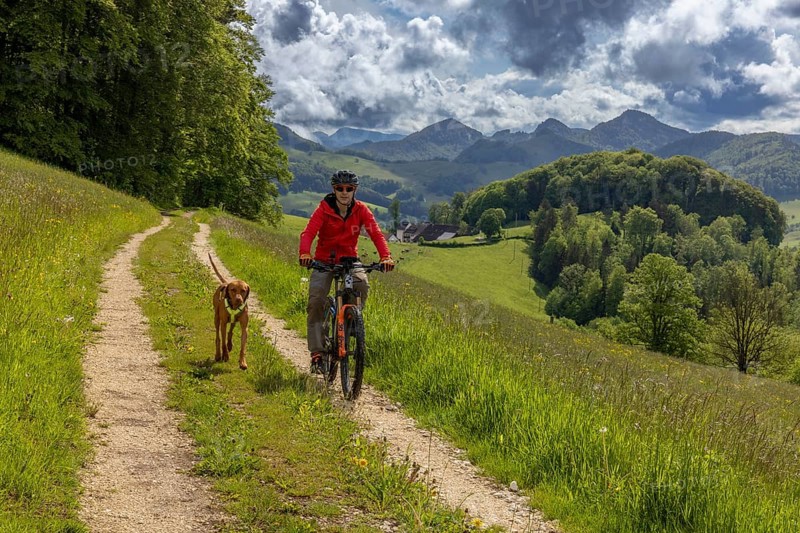 Mountain biker and traildog, Vizslar dog running next to bicycle in early summer on the Jura heights, Birmatt, Solothurn, Switzerland, Europe