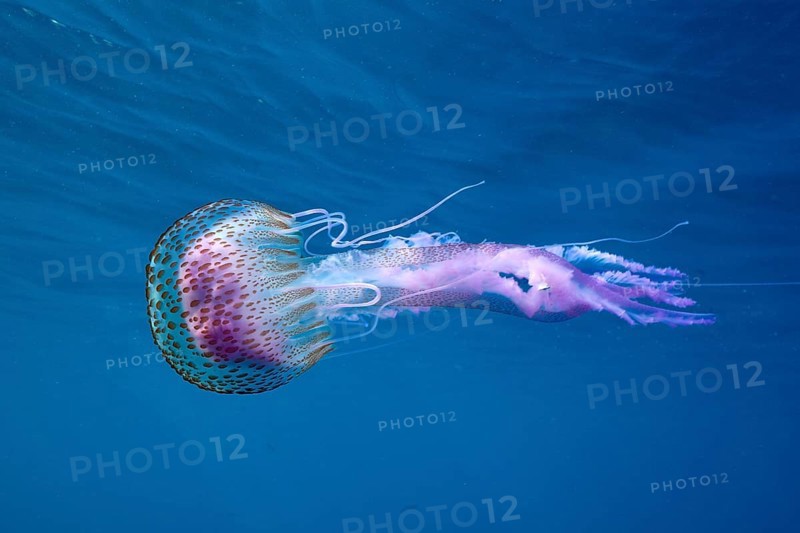 A mauve stinger (Pelagia noctiluca) floats in the clear sea water. Dive site Cap de Creus marine reserve, Rosas, Costa Brava, Spain, Mediterranean Sea, Europe