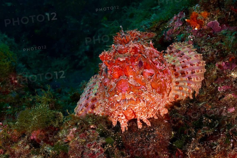 Portrait of red scorpionfish (Scorpaena scrofa), sea sow. Dive site Marine protected area Cap de Creus, Rosas, Costa Brava, Spain, Mediterranean Sea, Europe