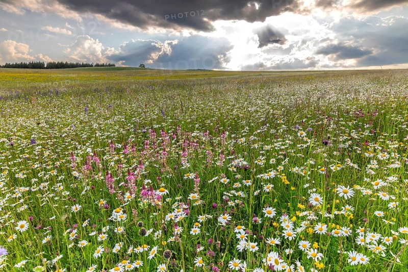 Flowering meadow with sainfoin (Onobrychis viciifolia), butterfly flowering plants (Chrysanthemum leucanthemum), marguerite (Leucanthemum vulgare), basket flowering plants (Asteraceae), Leibertingen, Upper Danube nature park Park, Baden-Württemberg, Germany, Europe