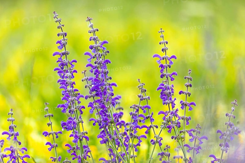 Meadow sage (Salvia pratensis), Lamiaceae, Bergsteig, Fridingen, Upper Danube Nature Park, Baden-Württemberg, Germany, Europe