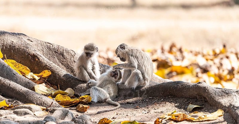 Vervet monkey (Chlorocebus pygerythrus) in Zimbabwe, close-up shot
