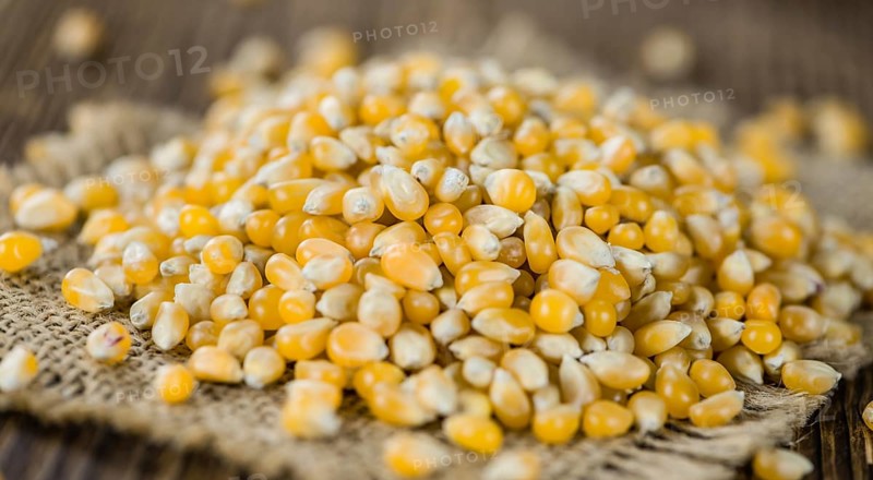 Portion of Corn (detailed close-up shot) on wooden background (selective focus)