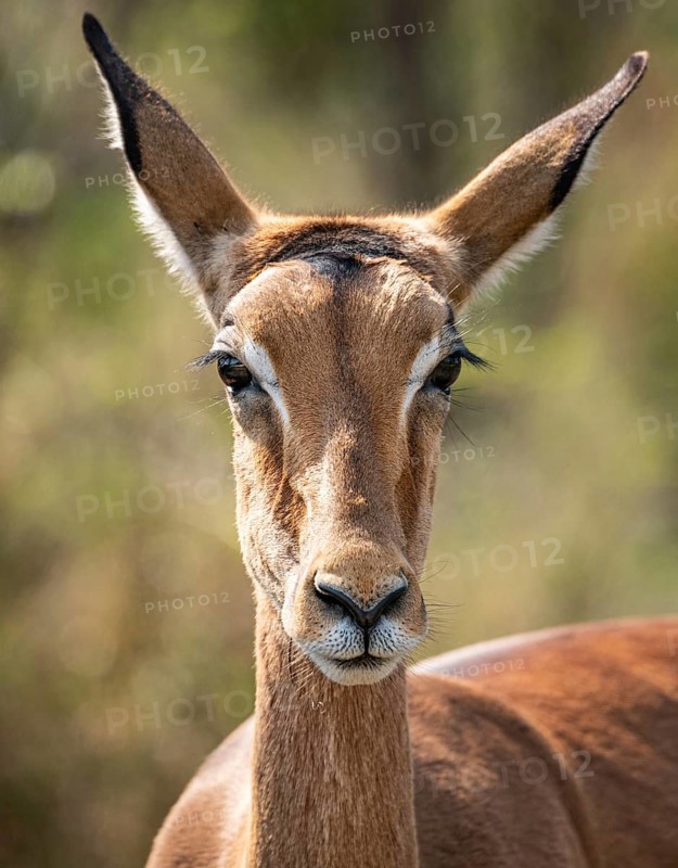 Female Impala (Aepyceros Melampus) portrait in Kruger National Park, South Africa, Africa