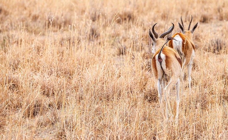 Group of Springboks grazing in the Khama Rhino Sanctuary, Botswana, during winter, Africa