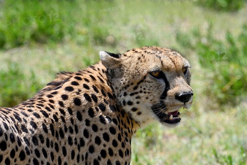 Cheetah (acinonyx jubatus), portrait of adult male, Serengeti National Park, Tanzania, Africa
