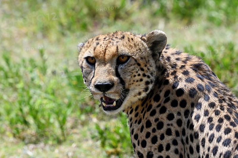 Cheetah (acinonyx jubatus), portrait of adult male, Serengeti National Park, Tanzania, Africa