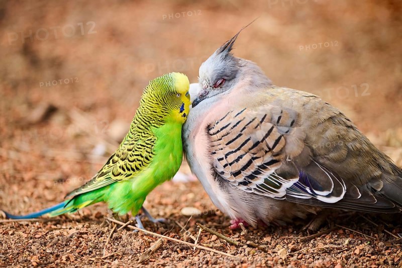 Animal Friendship of a Crested pigeon (Ocyphaps lophotes) cuddeling a Budgerigar (Melopsittacus undulatus), France, Europe