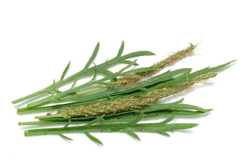 Vegetable, salad plant, crow's foot plantain, Plantago coronopus, also known as stag's horn plantain, slit plantain, slit-leaf plantain, capuchin beard, monk's beard or goat's beard, plant species from the plantain genus