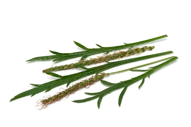 Vegetable, salad plant, crow's foot plantain, Plantago coronopus), also known as stag's horn plantain, slit plantain, slit-leaf plantain, capuchin beard, monk's beard or goat's beard, plant species from the plantain genus