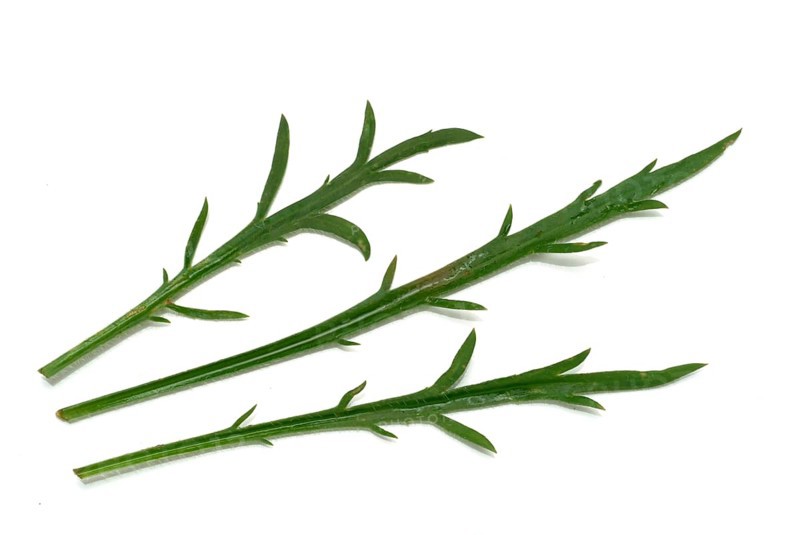 Vegetable, salad plant, crow's foot plantain, Plantago coronopus), also known as stag's horn plantain, slit plantain, slit-leaf plantain, capuchin beard, monk's beard or goat's beard, plant species from the plantain genus