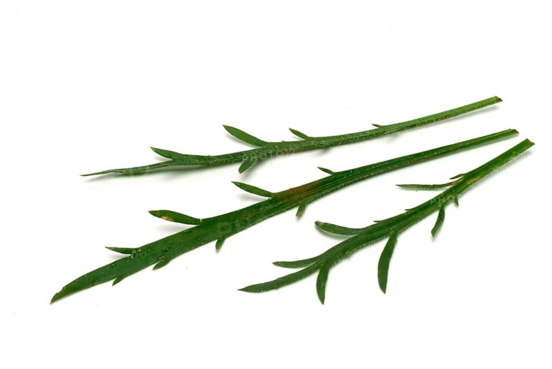 Vegetable, salad plant, crow's foot plantain, Plantago coronopus), also known as stag's horn plantain, slit plantain, slit-leaf plantain, capuchin beard, monk's beard or goat's beard, plant species from the plantain genus