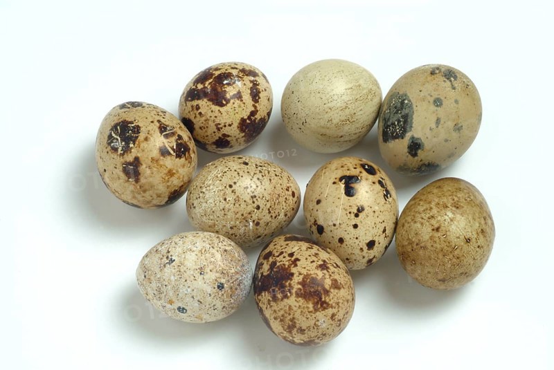 Food, quail eggs, cracked quail egg, Coturnix coturnix