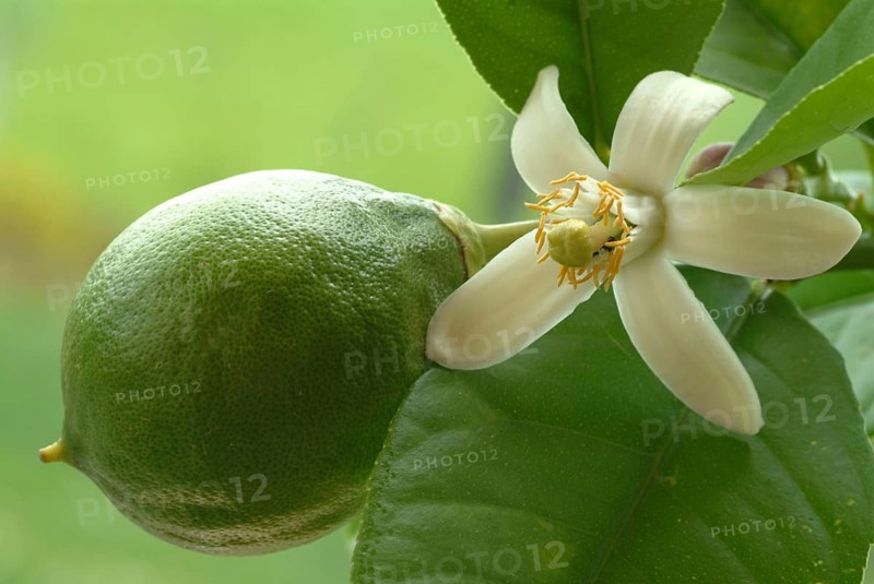 Blossom of the lemon, lemon blossom, unripe fruit next to it