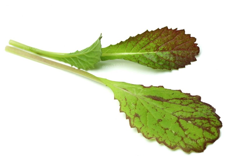 Salat, Gemüse, Rohkoste, Rote Senfsprossen, Brassica juncea / Senfgras, Blattsenf, Indischer Senf, Gemüse, Salat, Rohkost, Brassica juncea, Senape indiana