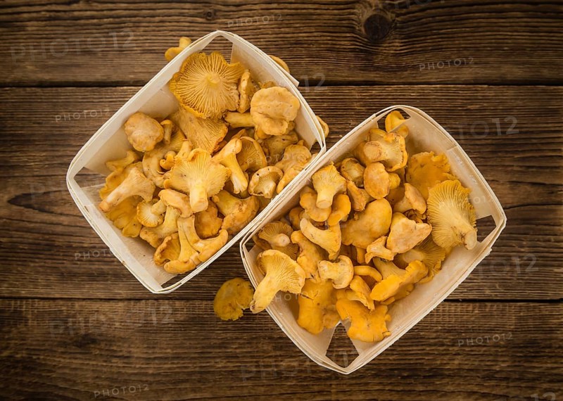 Portion of fresh harvested Chanterelles