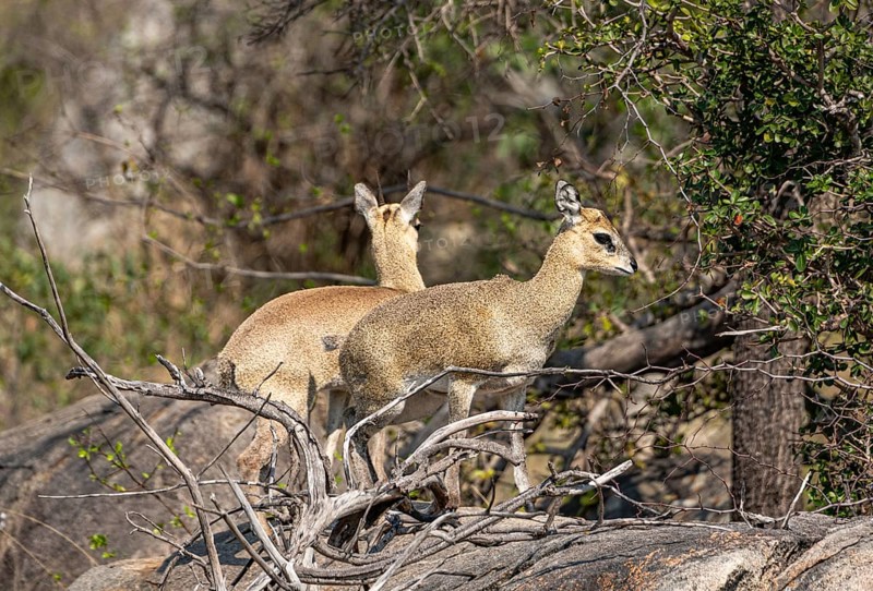 Male and Female Klipspringer (Oreotragus Oreotragus) in Kruger National Park