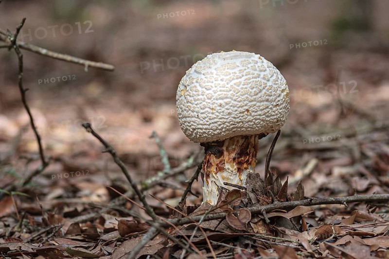 Wild mushroom growing in natural area