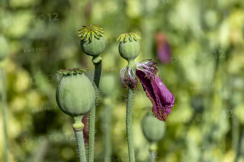 Seed capsules of opium poppy (Papaver somniferum), Untersulmetingen, Laupheim, Upper Swabia, Baden-Württemberg, Germany, Europe