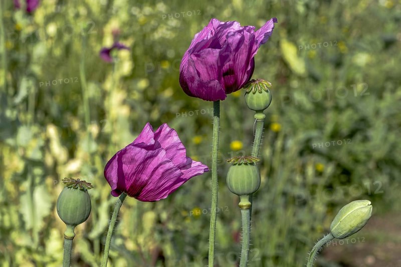 Two dark purple opium poppy (Papaver somniferum), seed heads and flower bud, Untersulmetingen, Laupheim, Upper Swabia, Baden-Württemberg, Germany, Europe