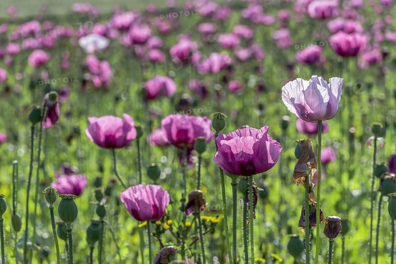 Field with purple and white opium poppy flowers (Papaver somniferum) in Gegenlichti, Untersulmetingen, Laupheim, Upper Swabia, Baden-Württemberg, Germany, Europe