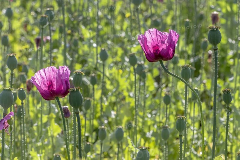 Field with purple opium poppy (Papaver somniferum) against the light with a handful of seed heads in the background, Untersulmetingen, Laupheim, Upper Swabia, Baden-Württemberg, Germany, Europe