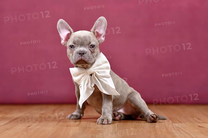 Young lilac Brindle French Bulldog dog puppy with white ribbon in front of studio background