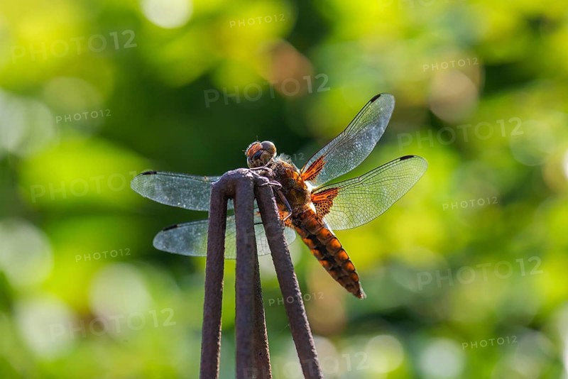Yellow-winged darter (Sympetrum flaveolum), Bavaria, Germany, Europe