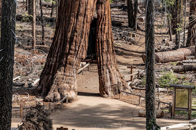 Tunnel Tree (Giant Sequoia) in Yosemite National Park, California, USA, North America