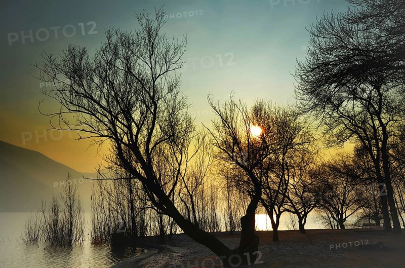 Bare Trees on the Beach on Waterfront to Lake Maggiore with Mountain in Sunset with Fog in Ascona, Ticino, Switzerland, Europe