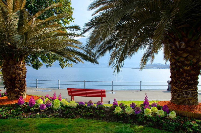 Bench and Flowers on a Beautiful Alpine Lake Maggiore Between Palm Trees and Mountain in a Sunny Day in Locarno, Ticino, Switzerland, Europe