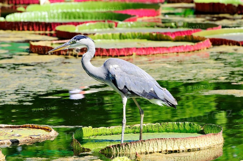 A grey heron (Ardea cinerea) captive, standing on water lily leaves in the water next to aquatic plants, Stuttgart, Baden-Württemberg, Germany, Europe