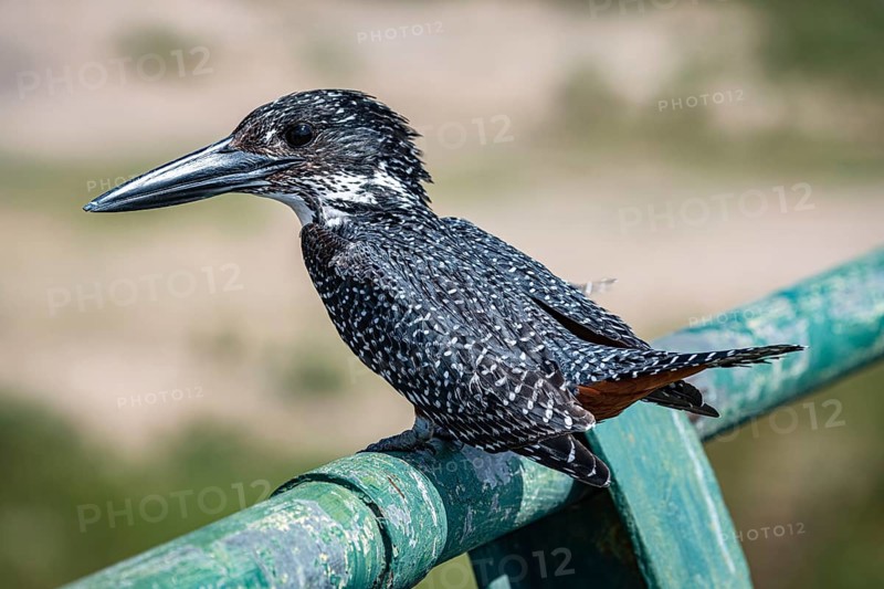 Giant Kingfisher (Megaceryle Maxima) sitting on a metal bar at Kruger National Park, South Africa, Africa