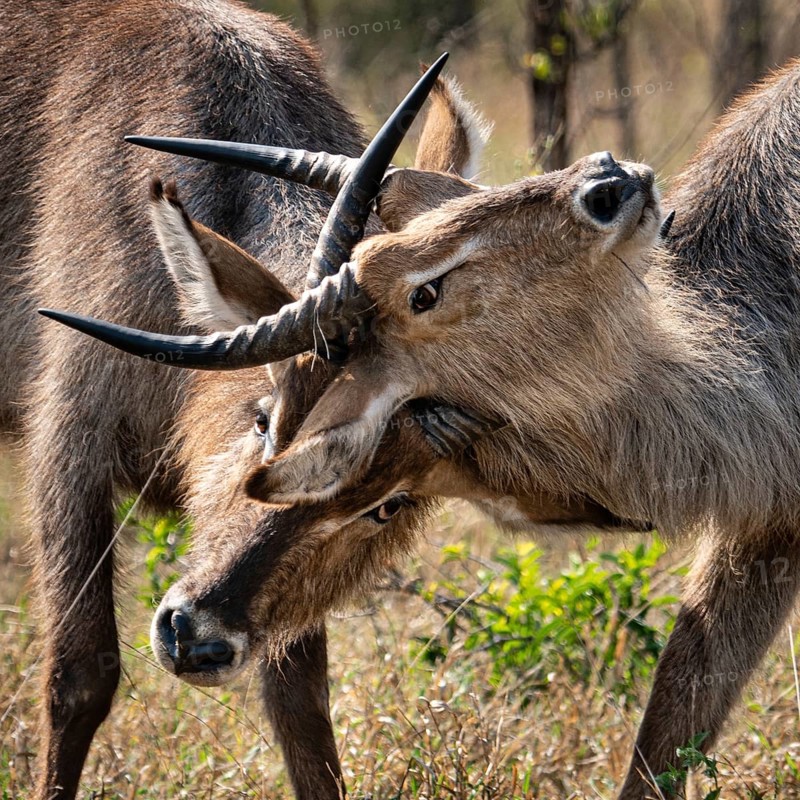 Two young Waterbucks (Kobus Ellipsiprymnus) fighting. Kruger National Park, South Africa, Africa