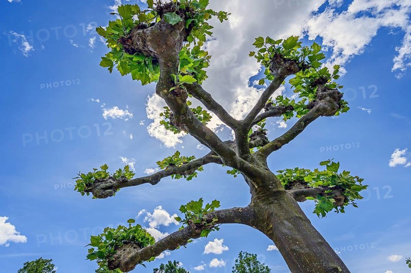 Spring, treetop of a pruned plane tree (Platanus), Allgäu, Swabia, Bavaria, Germany, Europe