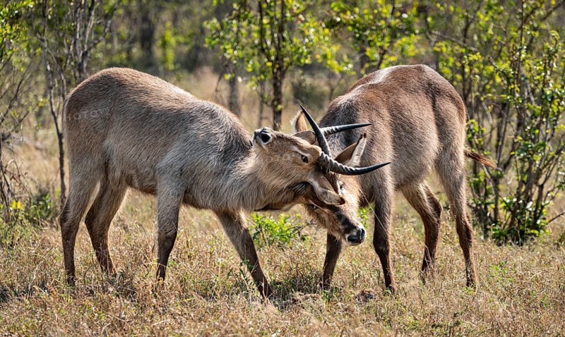 Two young Waterbucks (Kobus Ellipsiprymnus) fighting. Kruger National Park, South Africa, Africa