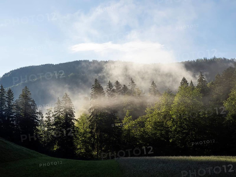 Morning atmosphere, early morning fog passes through a forest, near Gossl, Salzkammergut, Styria, Austria, Europe