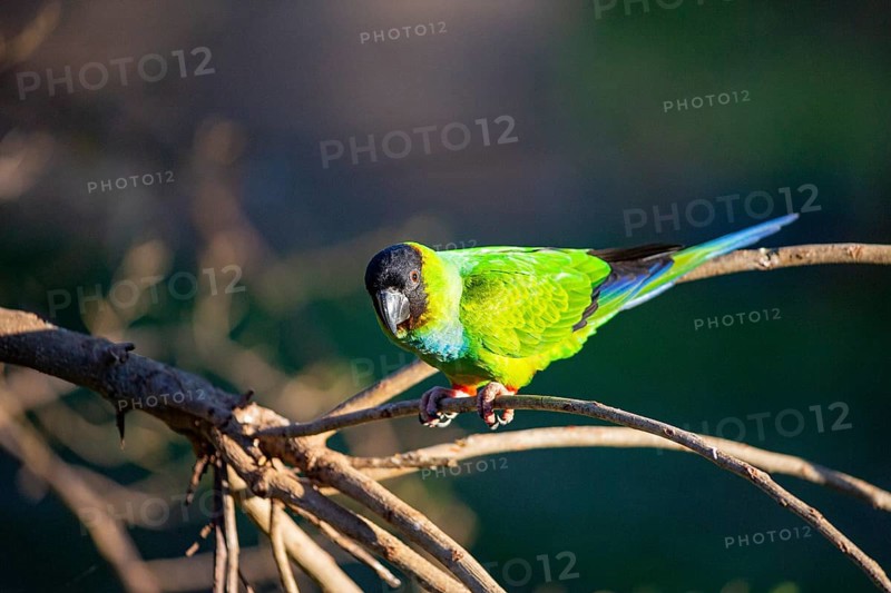 Nanday parakeet (Aratinga nanday) Pantanal Brazil