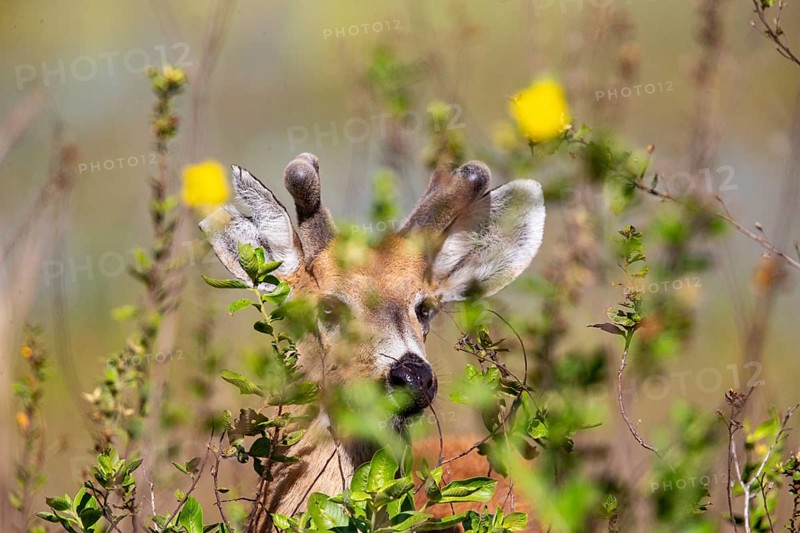 Marsh deer (Blastocerus dichotomous) Pantanal Brazil