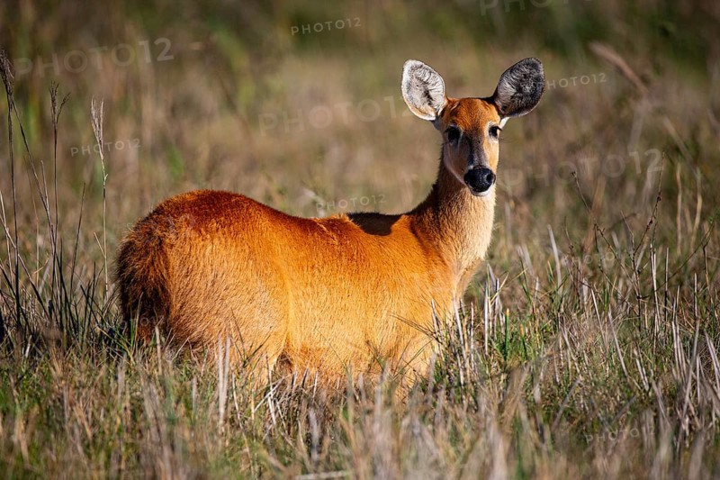 Marsh deer (Blastocerus dichotomous) Pantanal Brazil